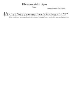 Il bianco e dolce cigno