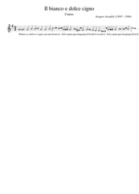 Il bianco e dolce cigno