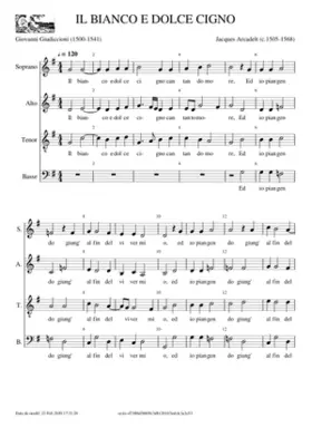 Il bianco e dolce cigno