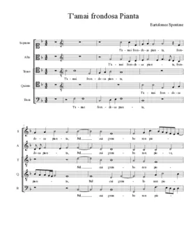 T'amai frondosa pianta