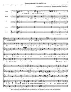 La verginella è simile alla rosa a 5