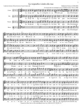 La verginella è simile alla rosa