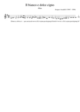 Il bianco e dolce cigno