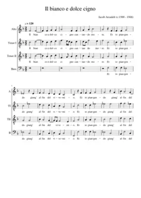 Il bianco e dolce cigno