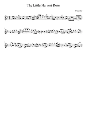 The Little Harvest Rose