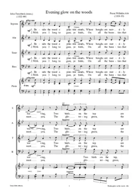 Evening glow on the woods