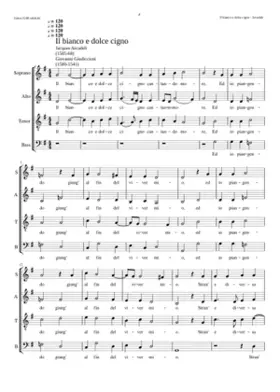 Il bianco e dolce cigno