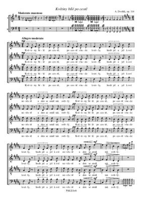 Rusalka - Květiny bílé po cestě